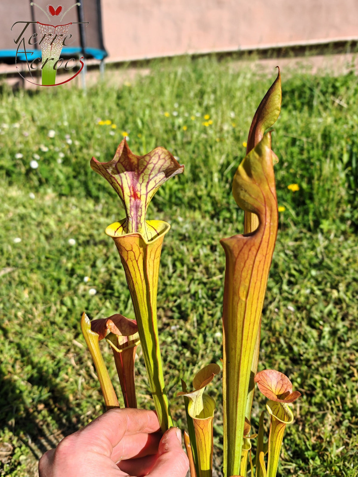 U23-01 Sarracenia hybride