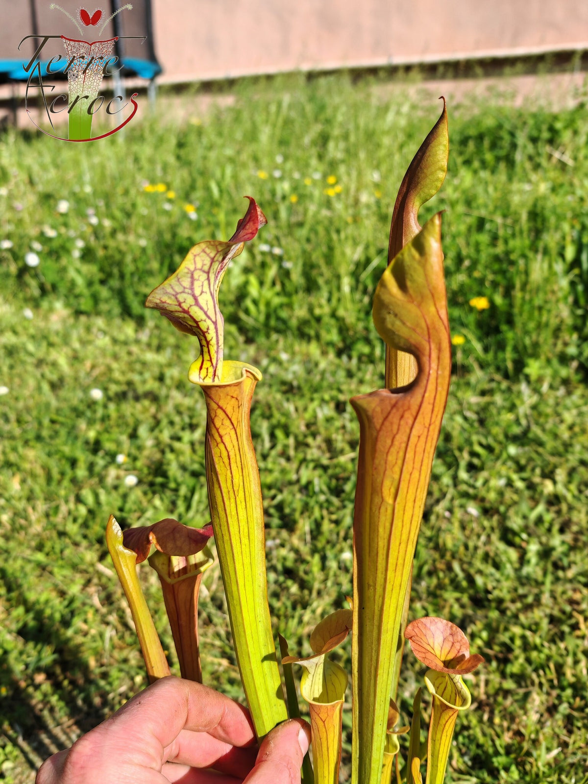 U23-01 Sarracenia hybride