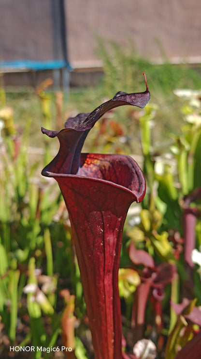 LB09 Einzigartige Hybrid-Sarracenia